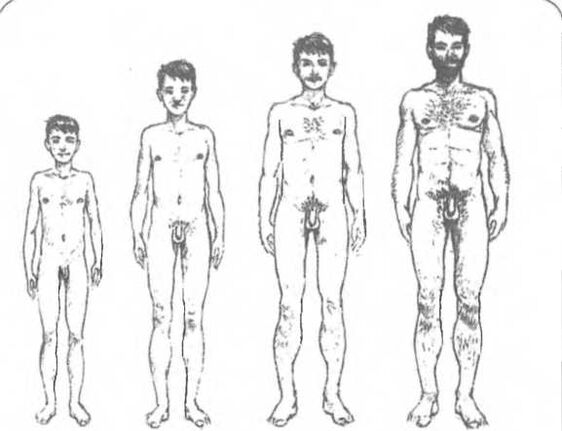 Penisgröße je nach Alter.